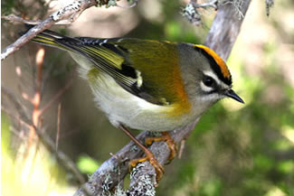 Madeiragoudhaan - Regulus madeirensis Madeiragoudhaan - Regulus madeirensis